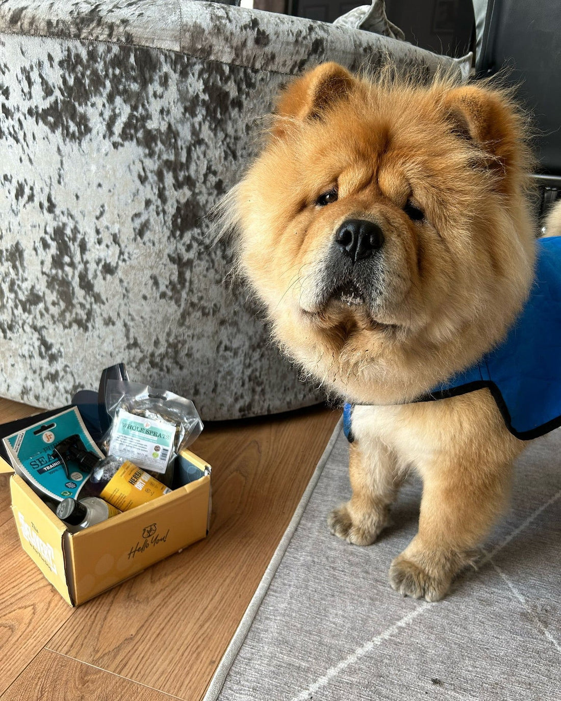 How to treat dog allergies