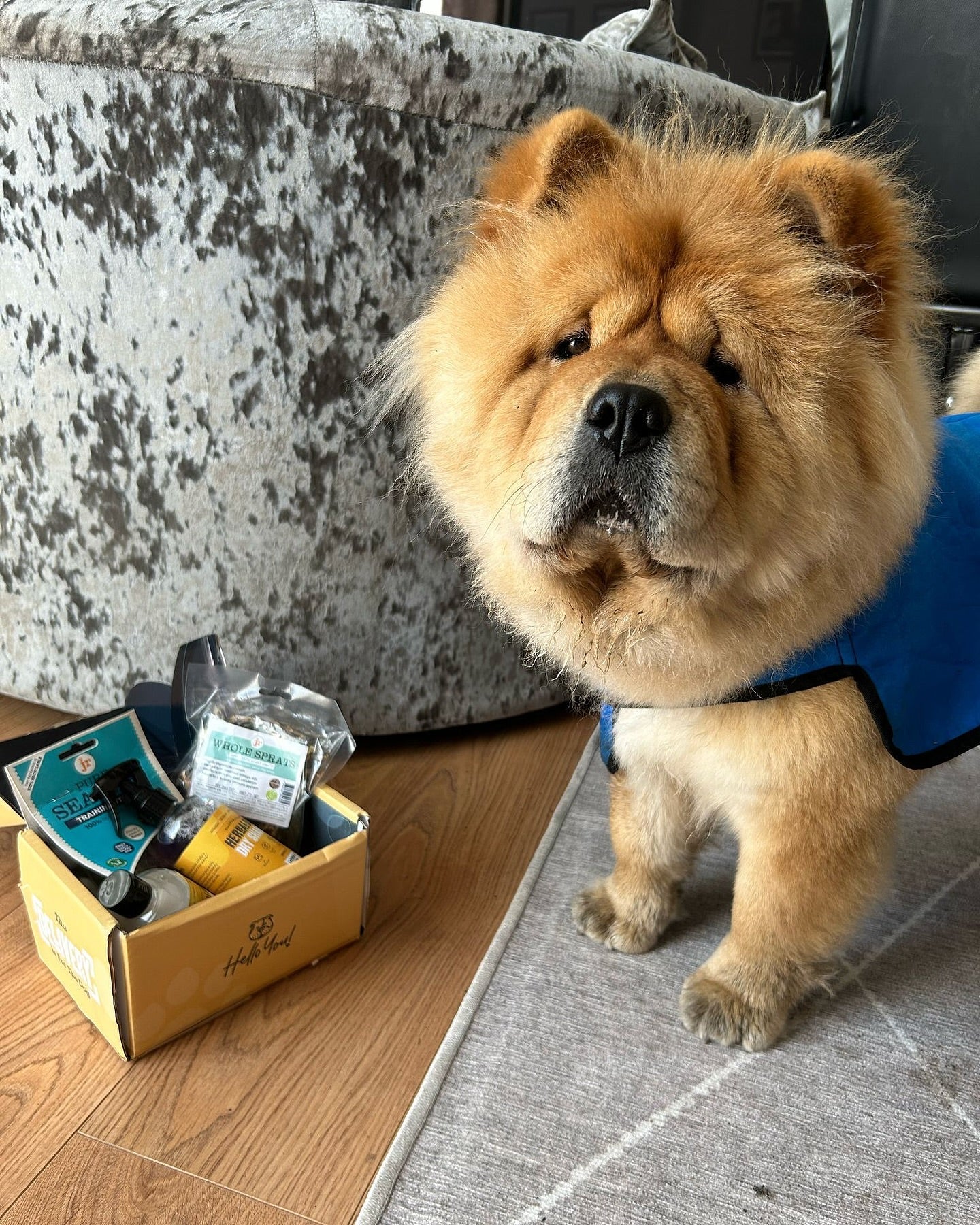 How to treat dog allergies