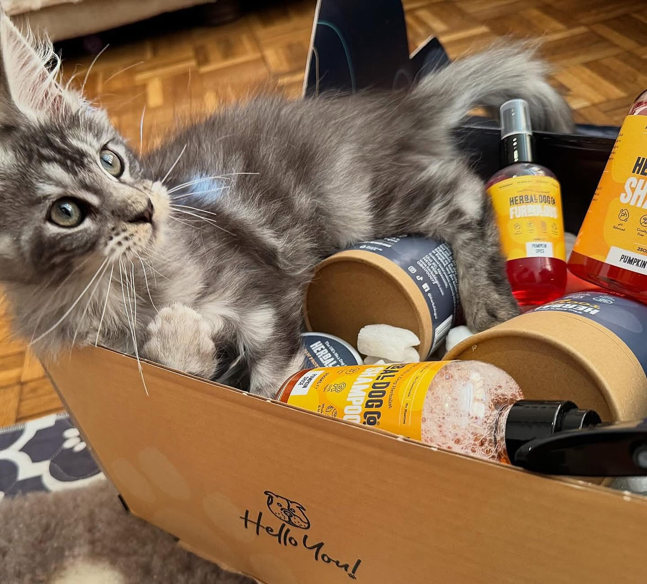 Help For Dog Allergies