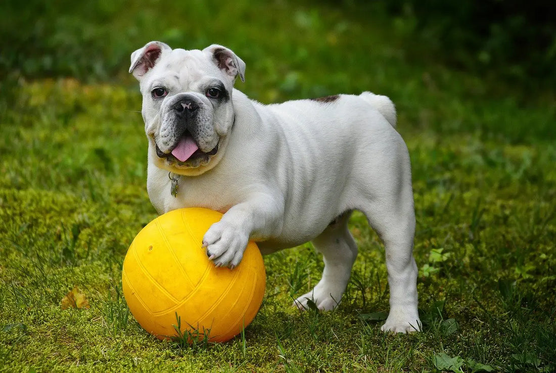 British Bulldog With Yellow Ball On Grass