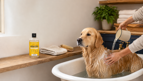 Home Remedies for Itchy Dog Skin: What Helps and What to Avoid