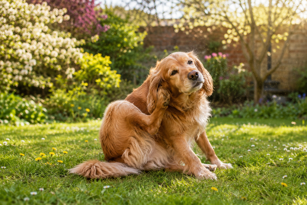Environmental vs Food Allergies in Dogs: How to Tell the Difference