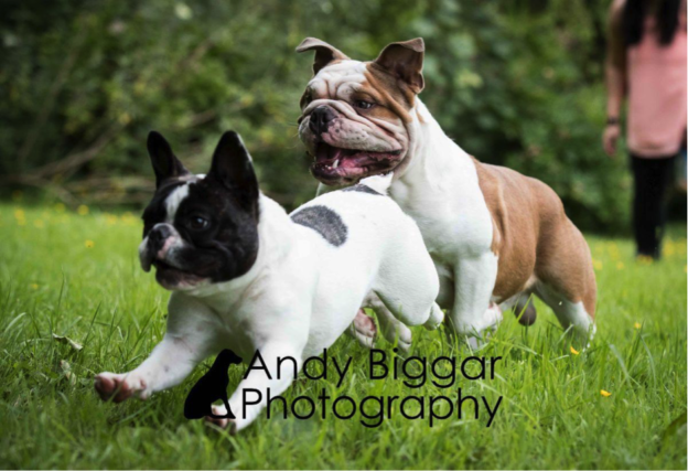 French Bulldogs Running In Park