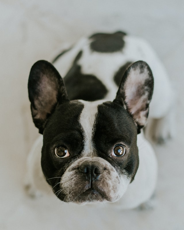 dog sickness and diarrhea