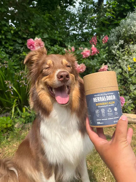 Why is my dog eating grass!?