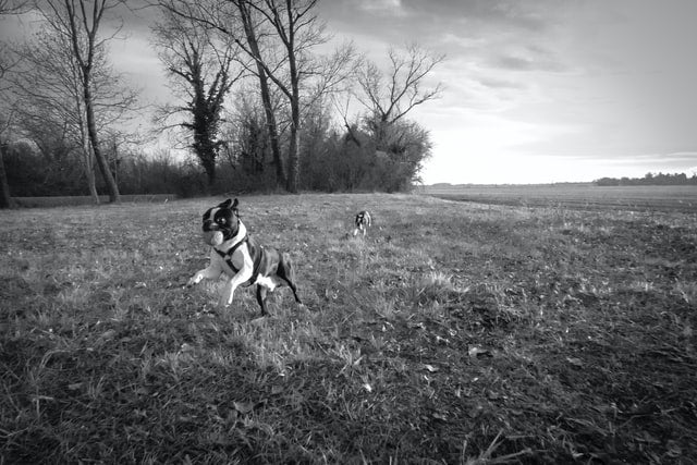 dog joint pain