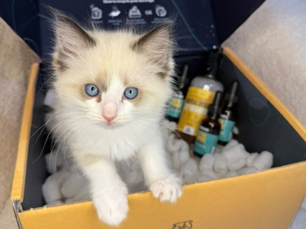 Effective Flea Prevention in Cats: Keep Your Feline Friend Flea-Free