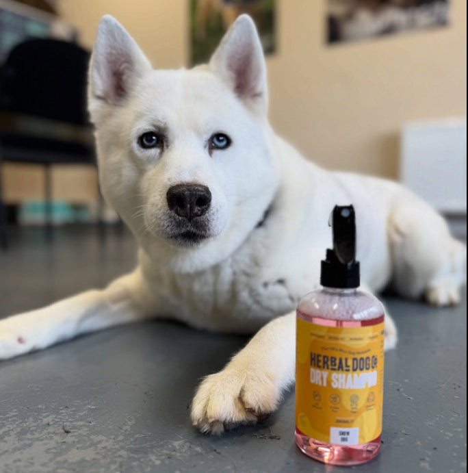 Dry Skin on Dogs: Why That Could Be & What You Can Do About It