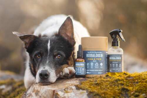 Telltale signs your dog might need supplements