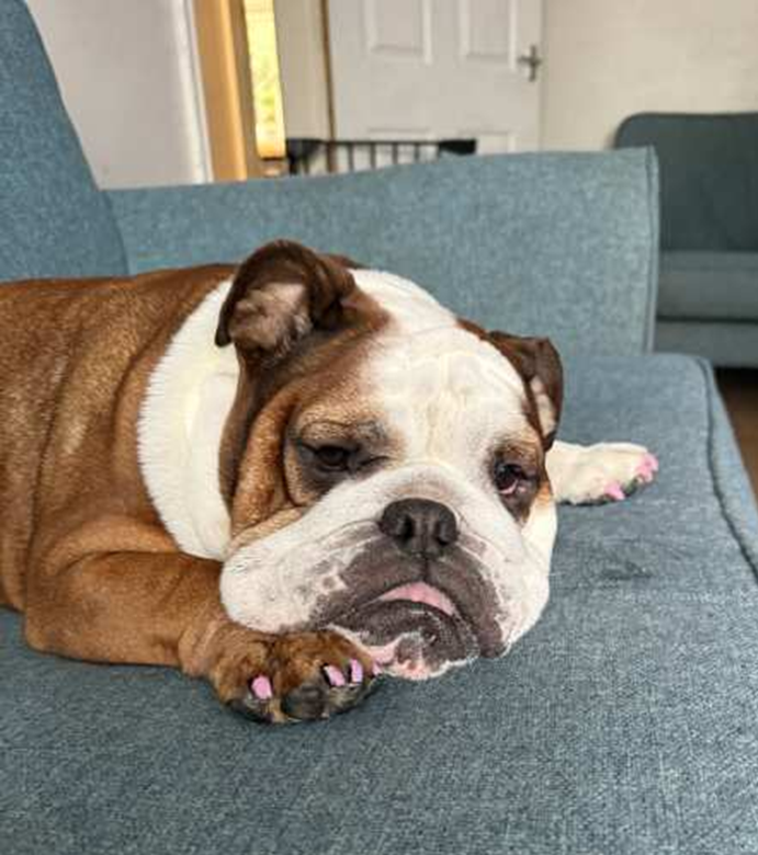 Signs your dog may have a yeast infection