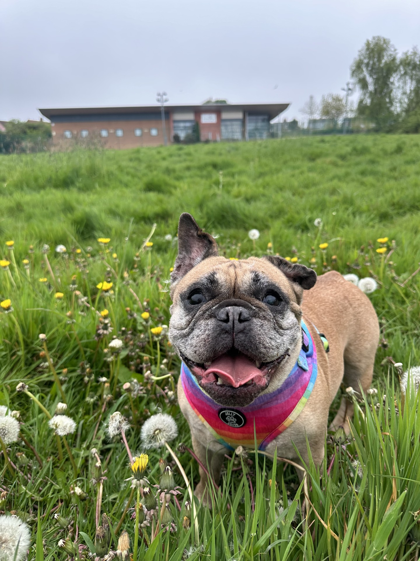 What helps for dog allergies