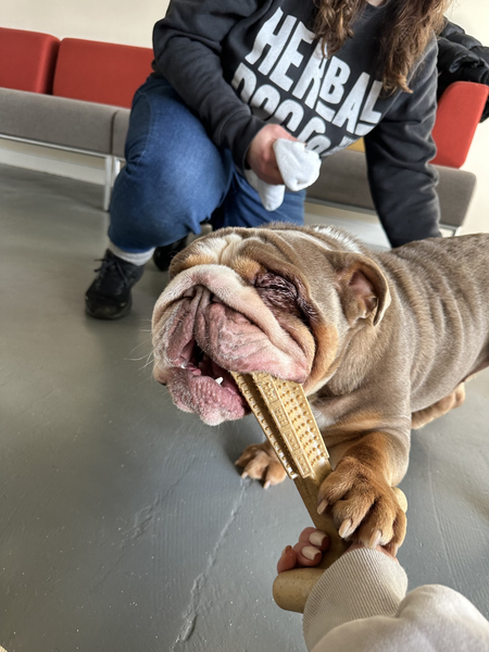 Itchy Skin In Dogs: Why That Could Be & What Can You Do About It?