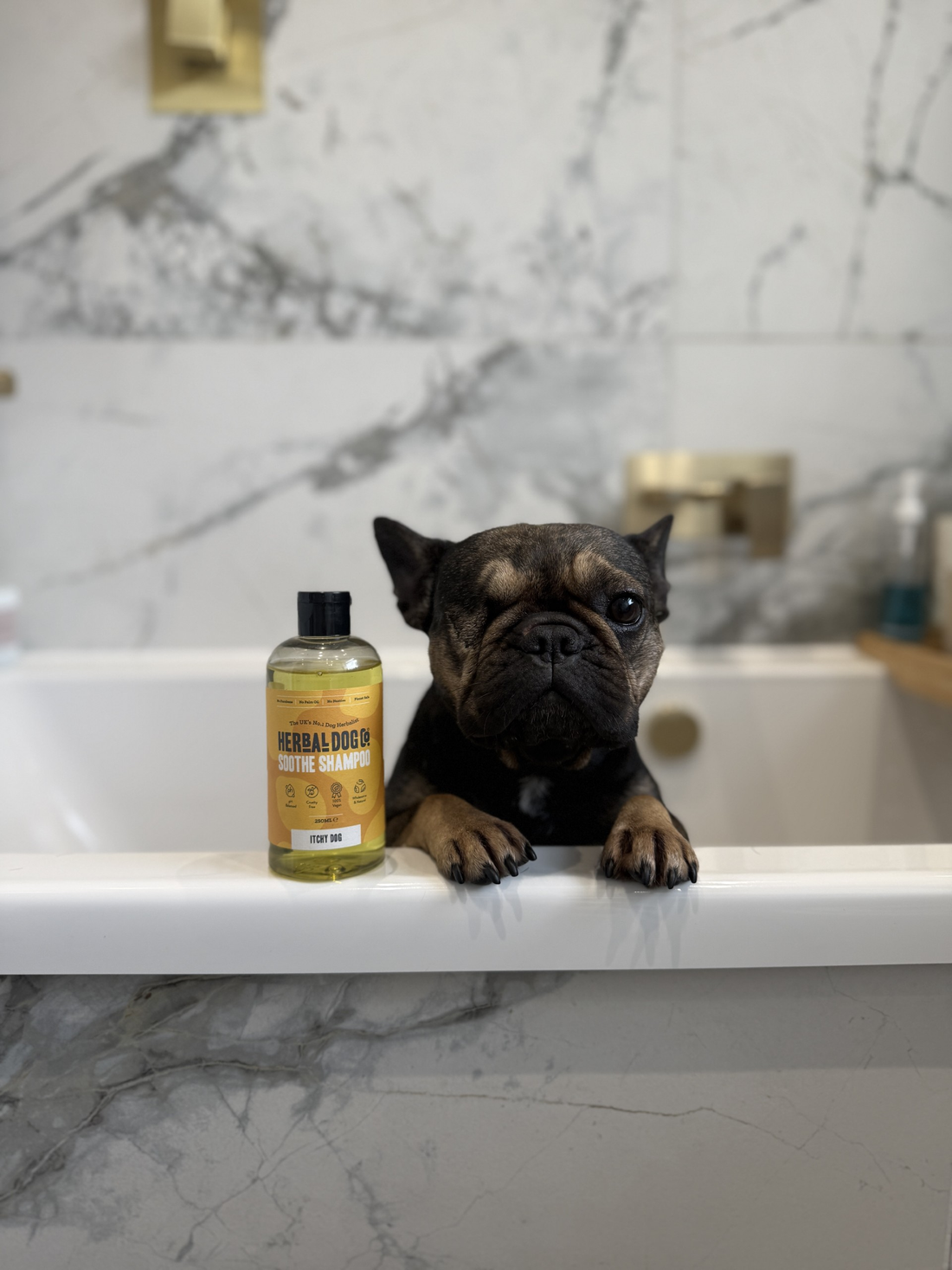How can you help a dog with itchy skin?