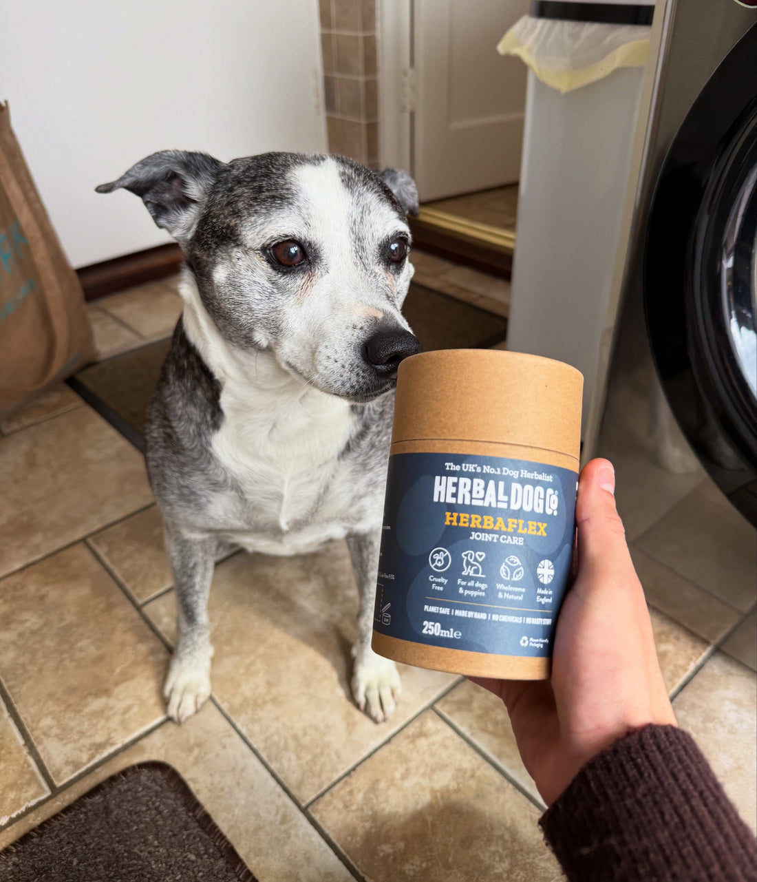 What are the best joint supplements for dogs?