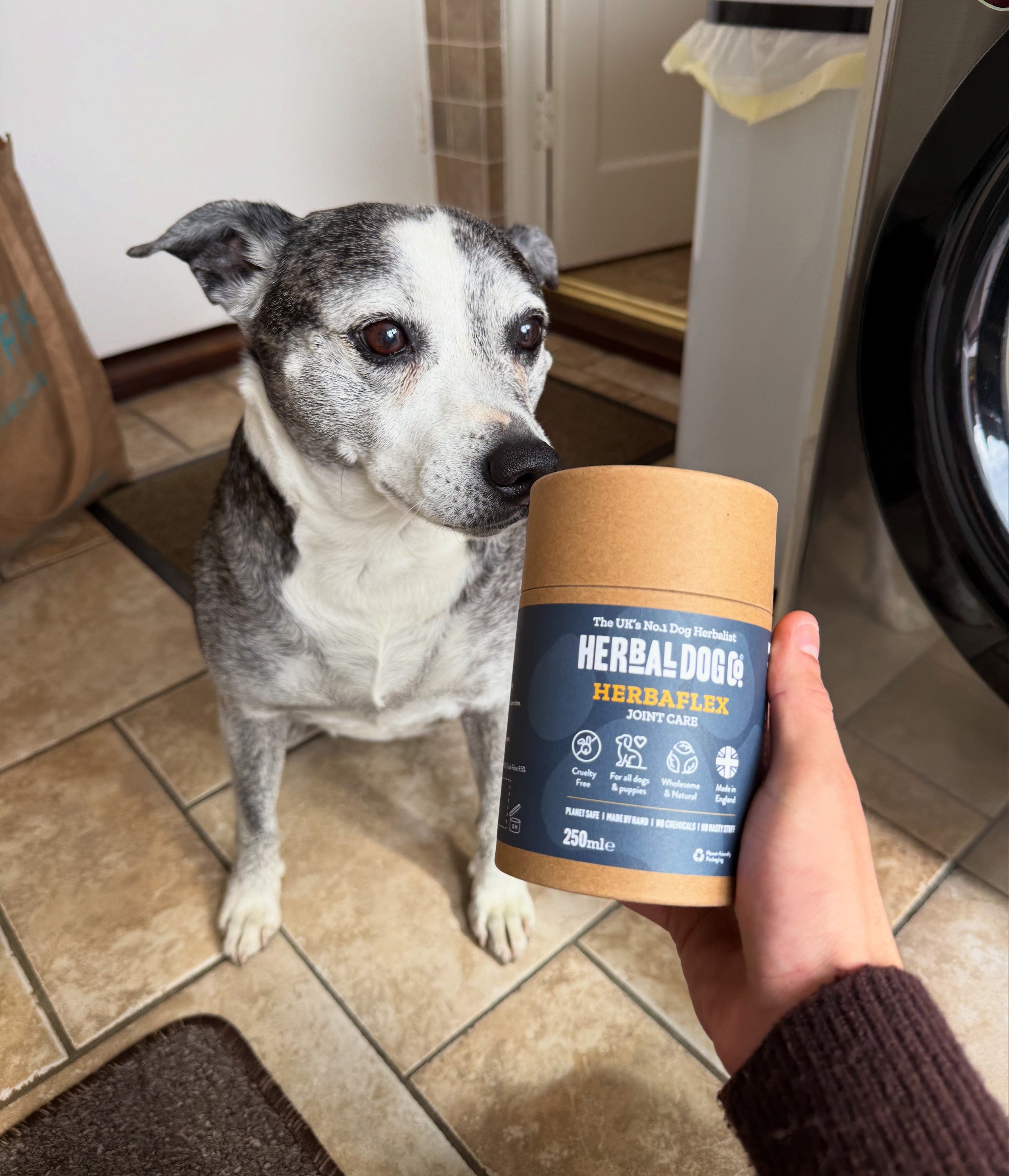 What are the best joint supplements for dogs?
