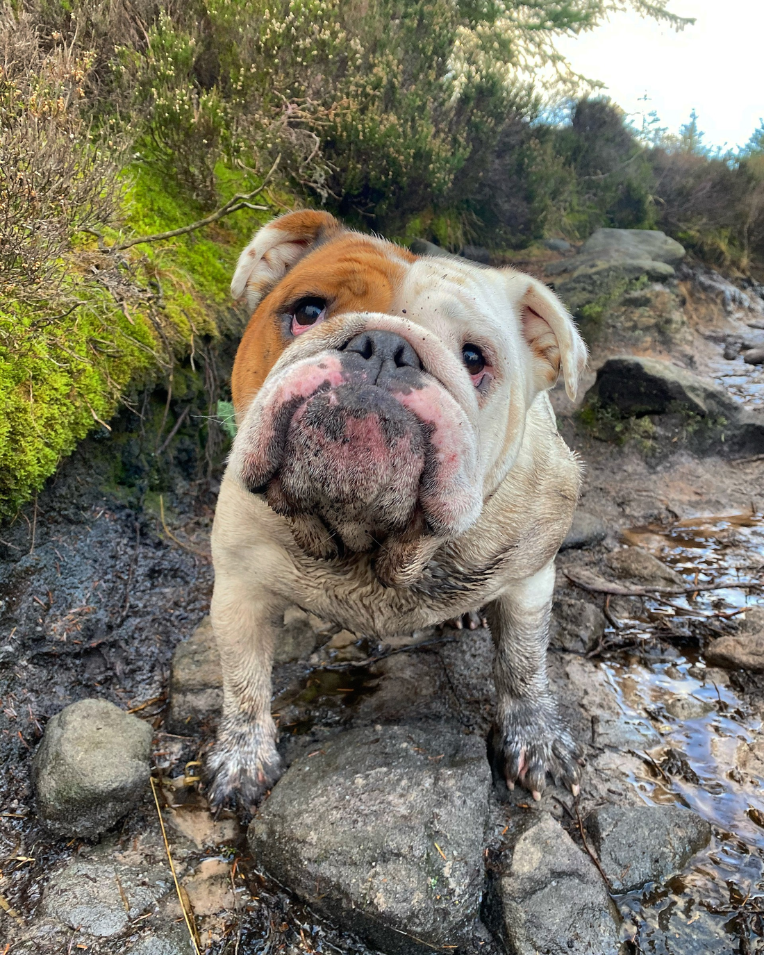 Dry, dirty and dog-tired!