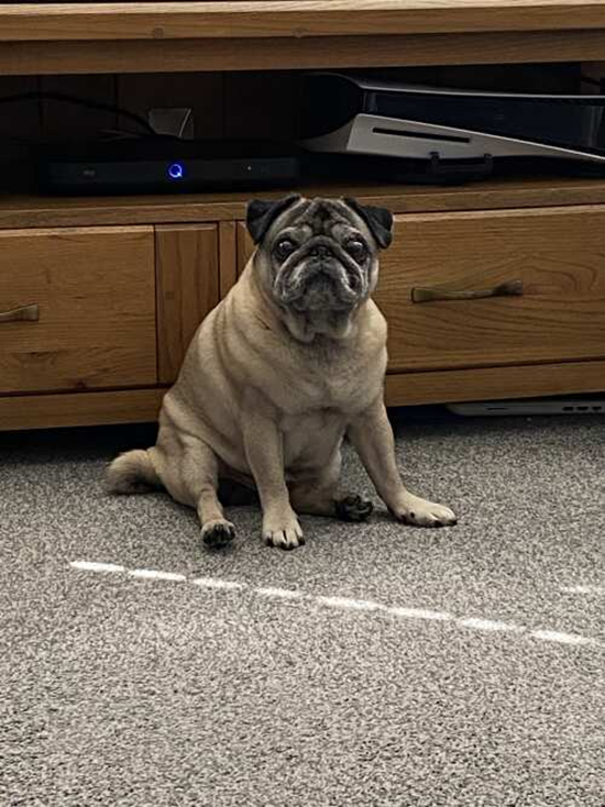 Why does using dog shampoo make pawfect sense?