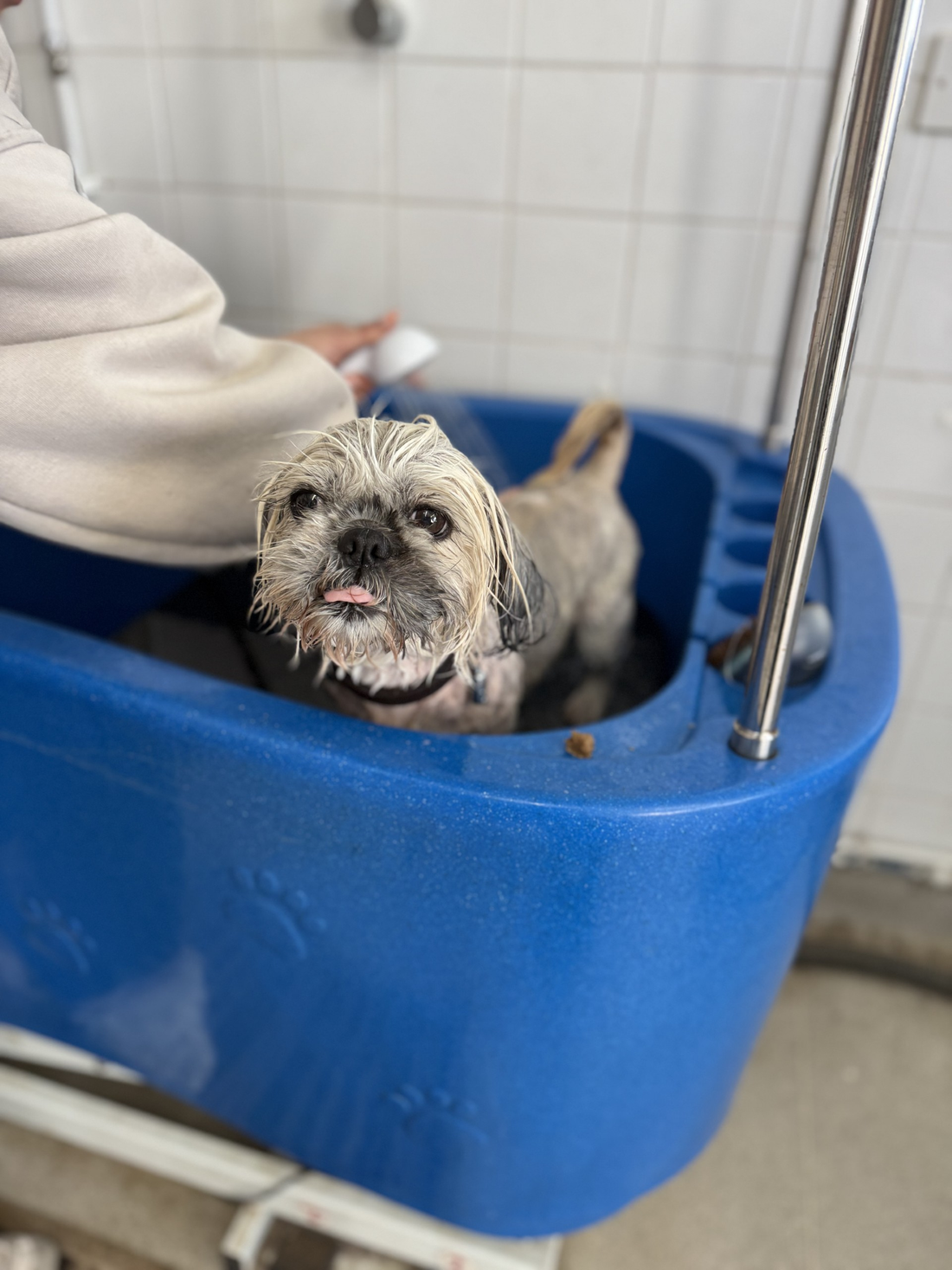 Why does using dog shampoo make pawfect sense?