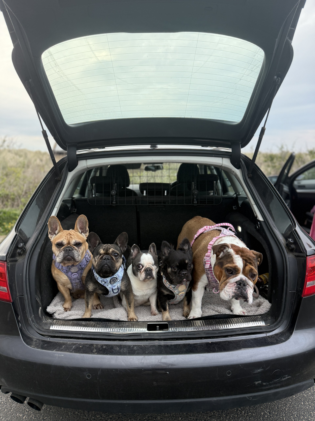 Mobile mutts on holi-bobs!