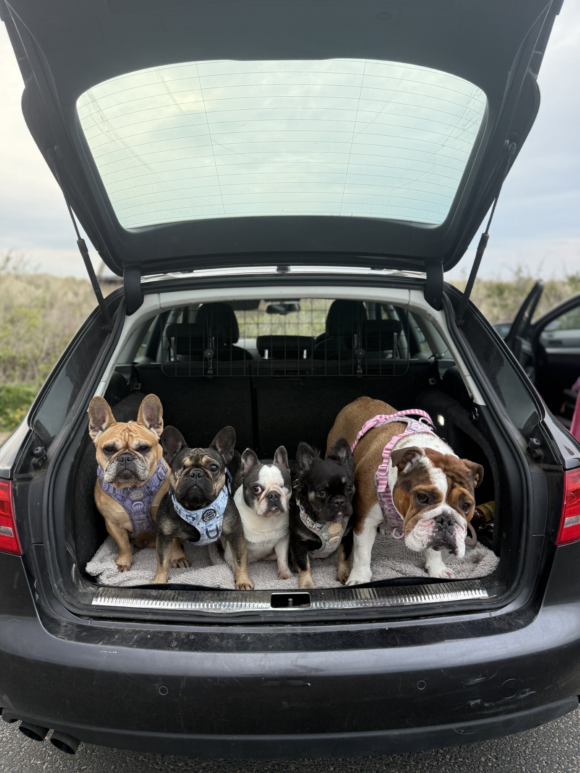 Mobile mutts on holi-bobs!