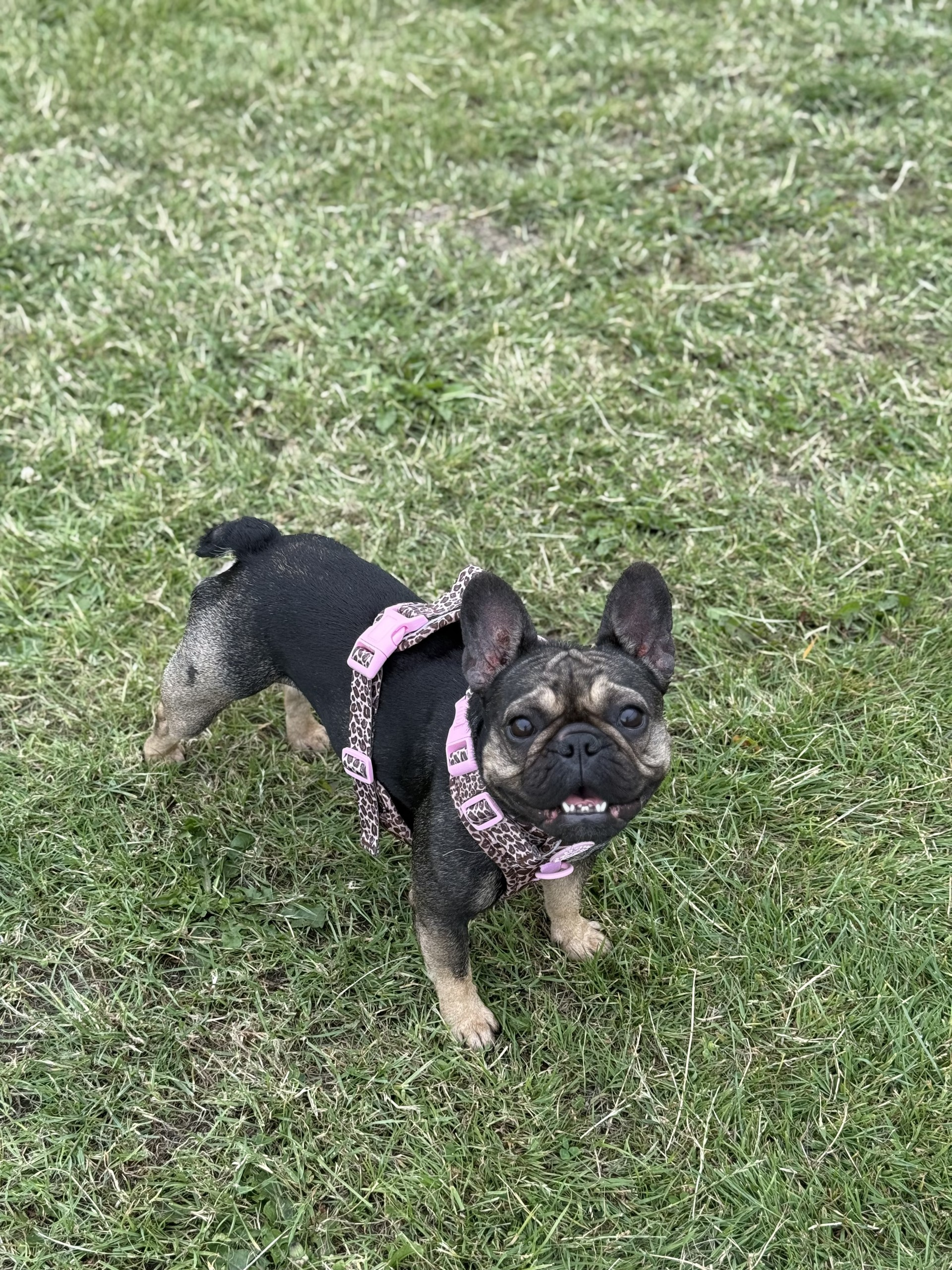 Why is my dog eating grass!?
