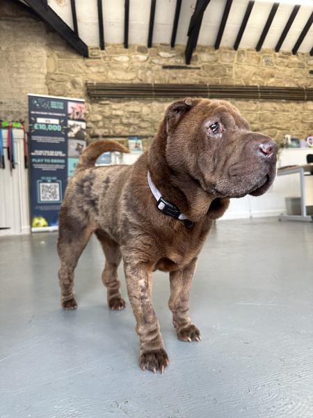 Dry Skin on Dogs: Why That Could Be & What You Can Do About It