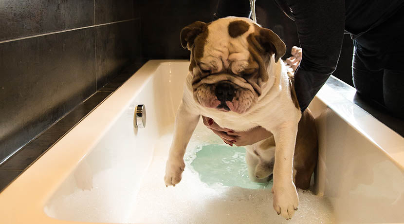 Bulldog Being Lowered Into Bath