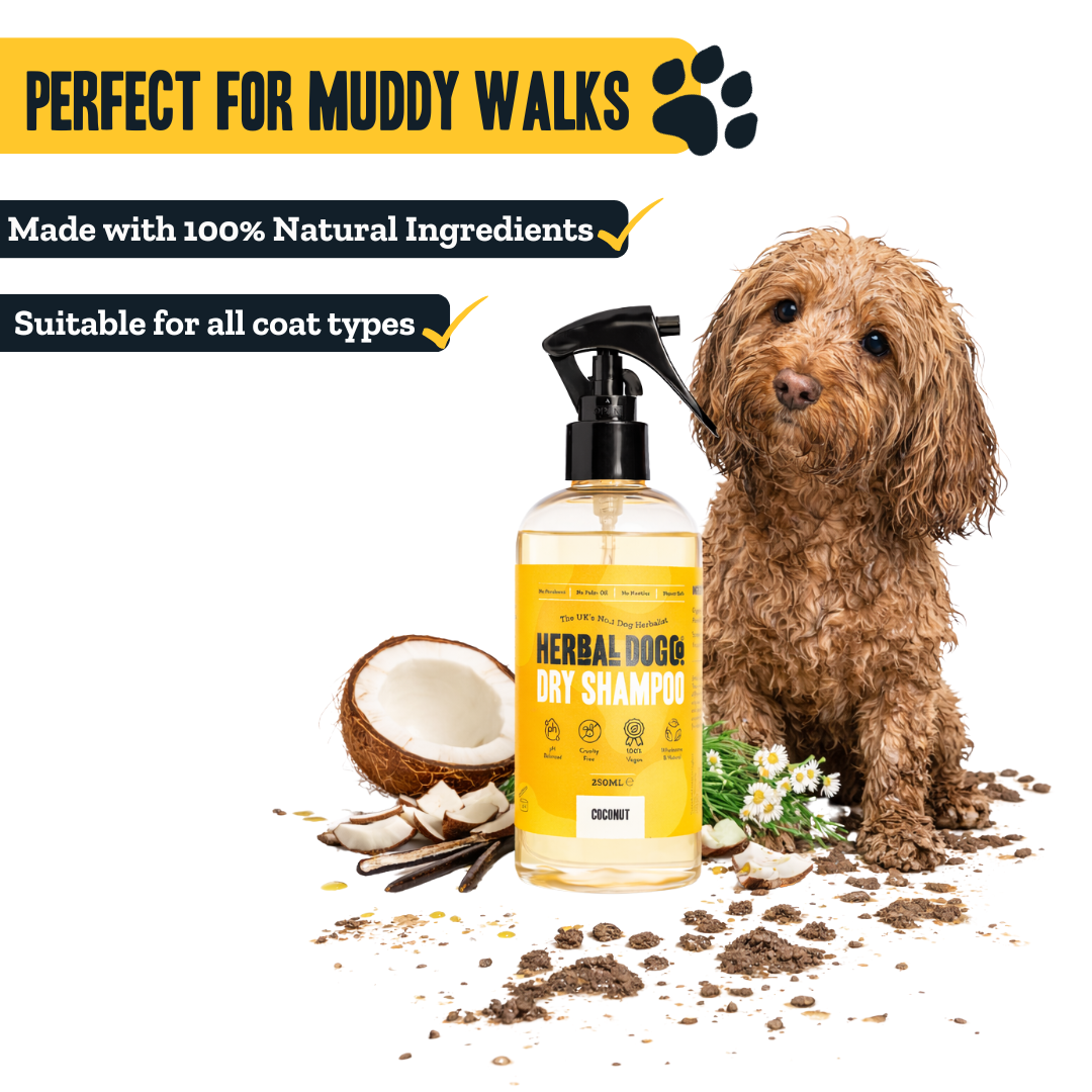 Coconut | Botanical Instant Freshening Dry Shampoo