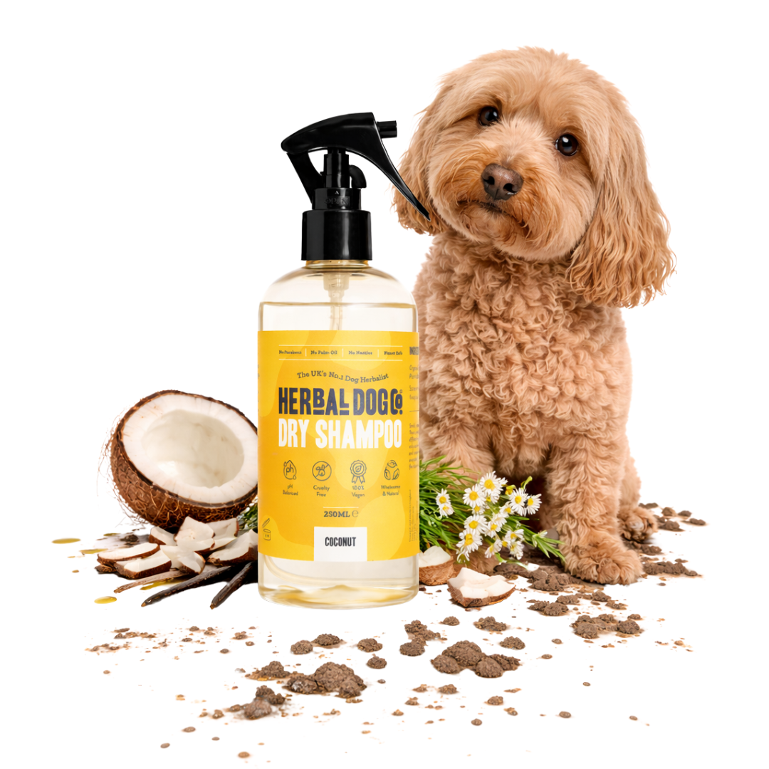 Coconut | Botanical Instant Freshening Dry Shampoo