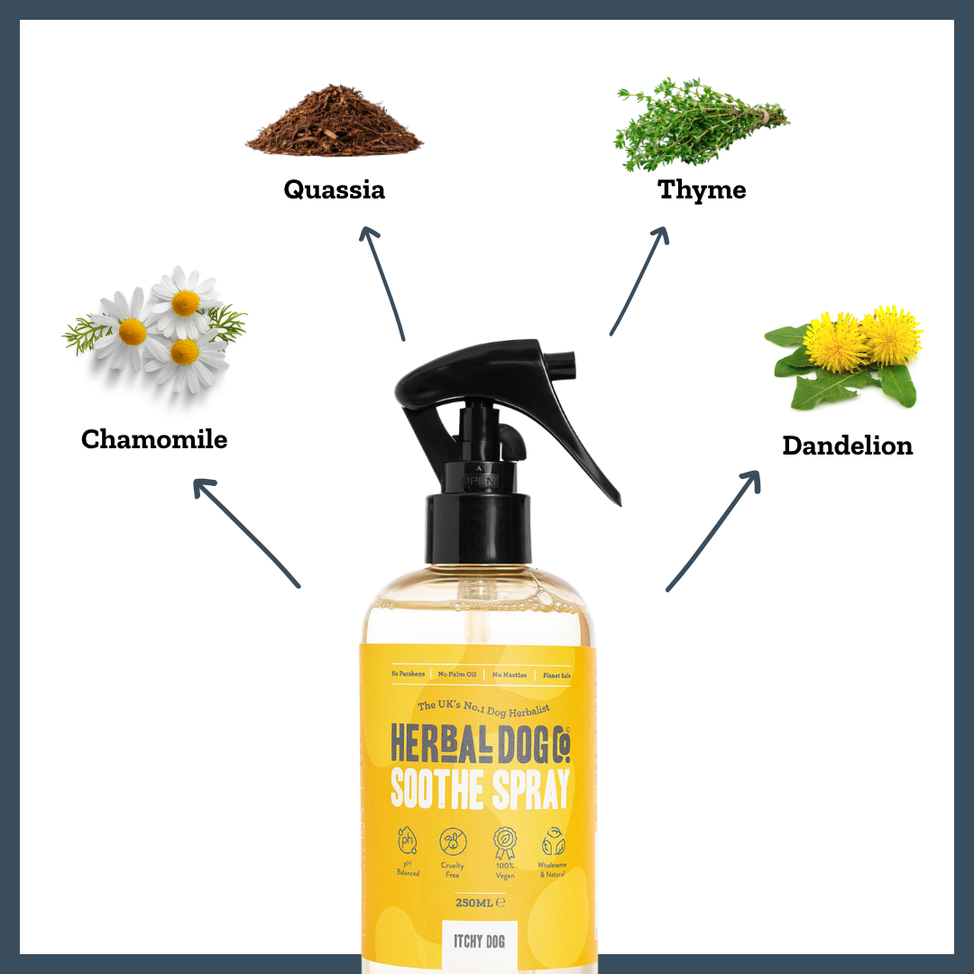 Botanical Itchy Skin Spray for dogs – natural soothing itch relief spray | Herbal Dog Co