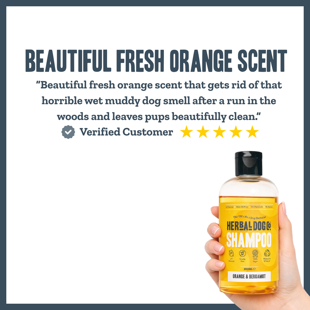 Orange & Bergamot | Botanical Everyday Gentle Wash