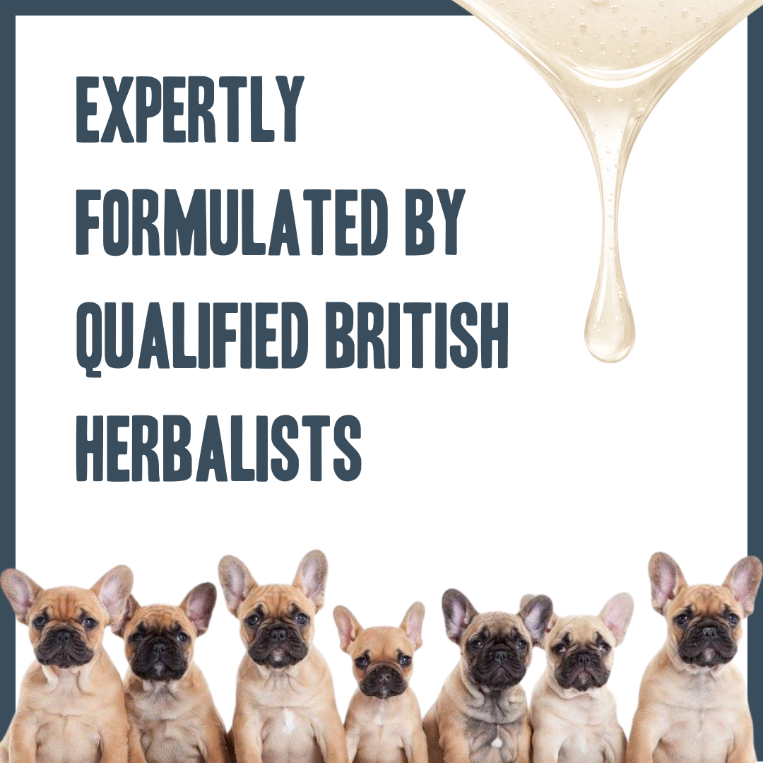 Botanical Puppy Gentle Wash – natural gentle shampoo for puppies | Herbal Dog Co