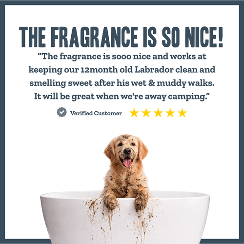 Baby Powder Dry Shampoo for dogs – gentle instant botanical freshening | Herbal Dog Co