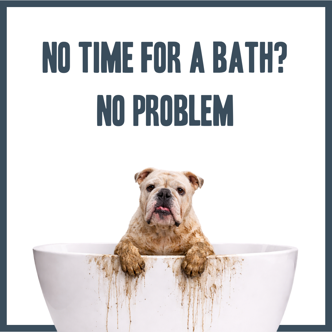 Orange & Bergamot Dry Shampoo for dogs – natural instant botanical freshening | Herbal Dog Co