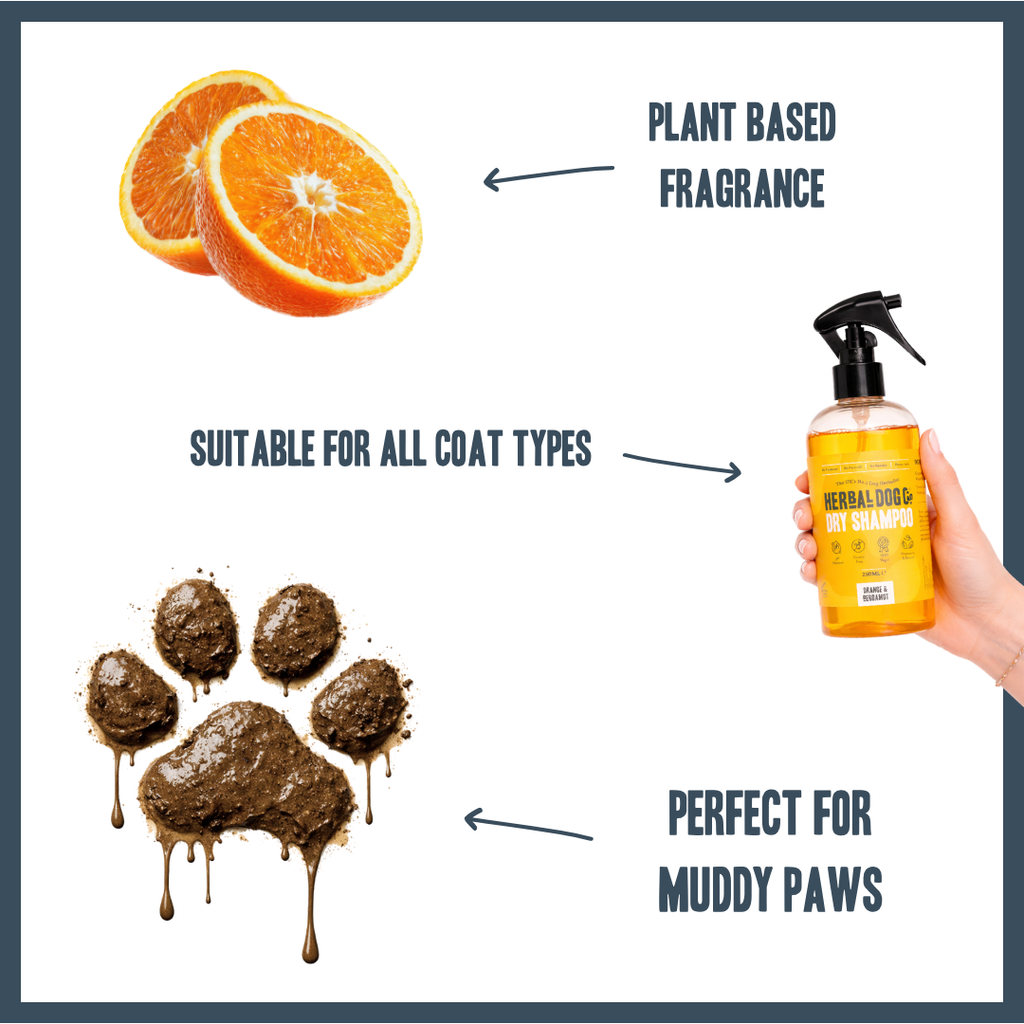 Orange & Bergamot Dry Shampoo for dogs – natural instant botanical freshening | Herbal Dog Co