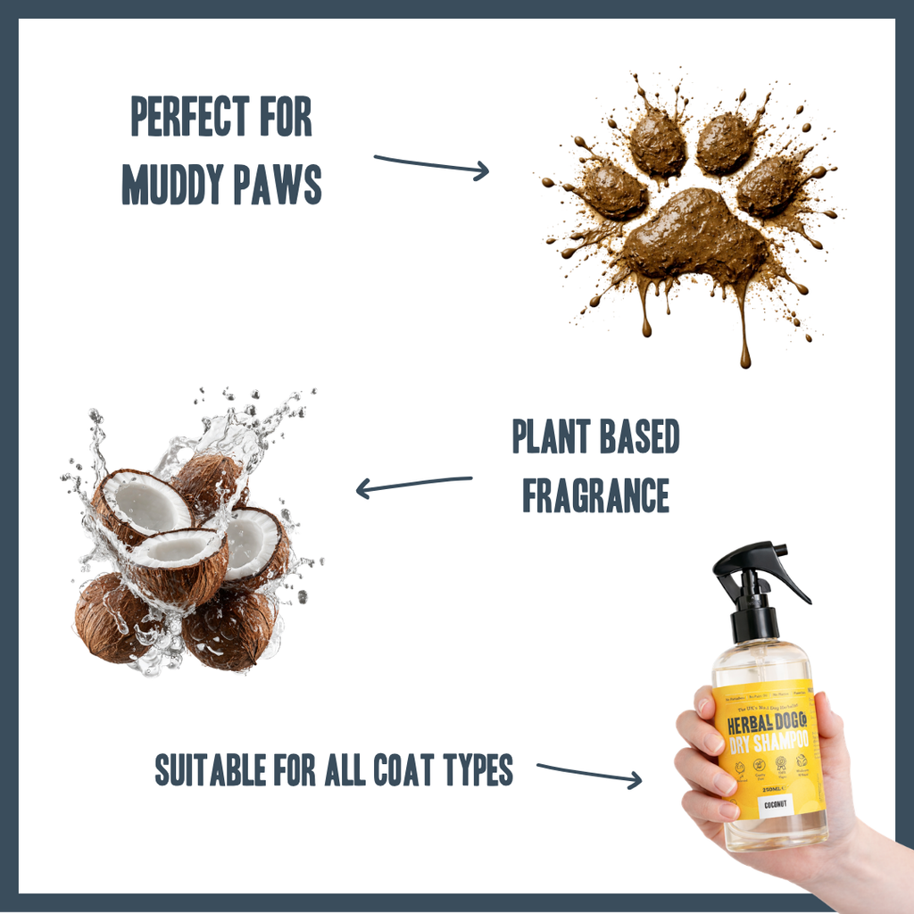 Coconut Dry Shampoo for dogs – instant botanical waterless freshening | Herbal Dog Co