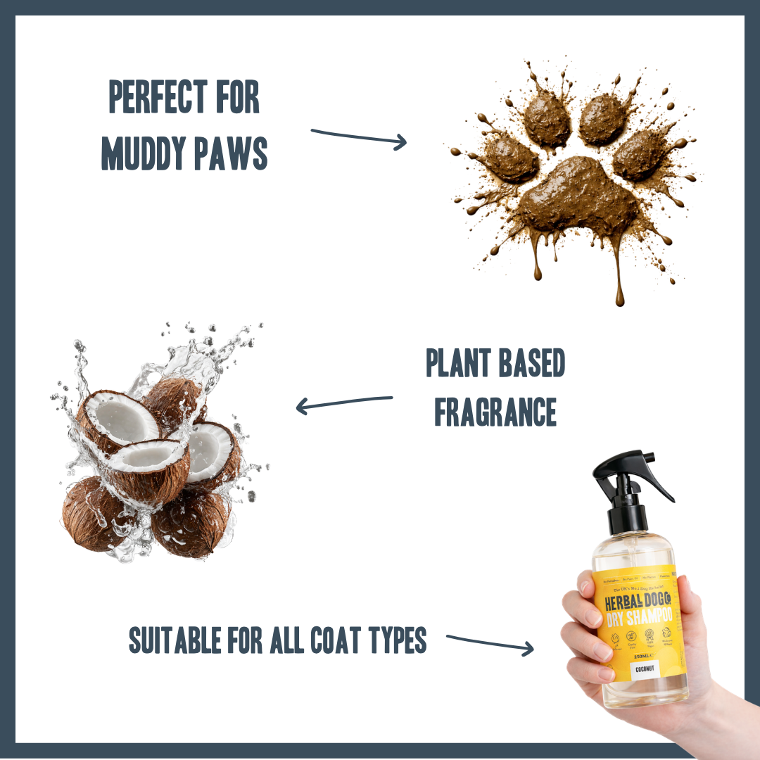 Coconut Dry Shampoo for dogs – instant botanical waterless freshening | Herbal Dog Co
