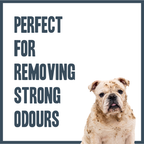 Orange & Bergamot PRO Shampoo for dogs – professional citrus botanical grooming wash | Herbal Dog Co