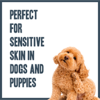 Sensitive PRO Shampoo for dogs – professional gentle sensitive skin wash | Herbal Dog Co