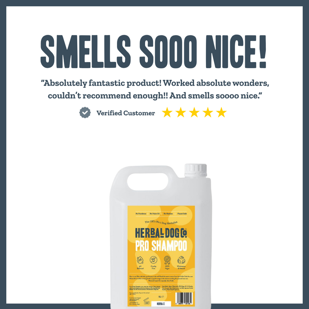 Botanical Purifying PRO Wash for dogs – professional natural flea & parasite shampoo | Herbal Dog Co