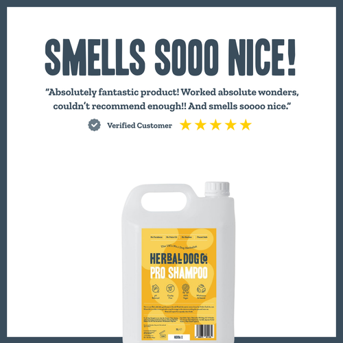 Botanical Purifying PRO Wash for dogs – professional natural flea & parasite shampoo | Herbal Dog Co