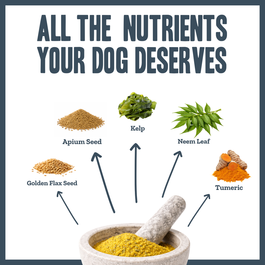 Yeast Dermal Balance Support for dogs – natural yeast overgrowth & skin balance remedy | Herbal Dog Co