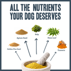 Yeast Dermal Balance Support for dogs – natural yeast overgrowth & skin balance remedy | Herbal Dog Co