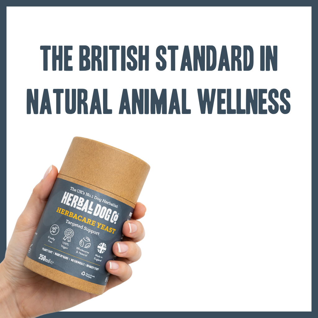 Yeast Dermal Balance Support for dogs – natural yeast overgrowth & skin balance remedy | Herbal Dog Co