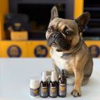 Colloidal Silver Dermal Cream for dogs – natural healing skin barrier cream | Herbal Dog Co