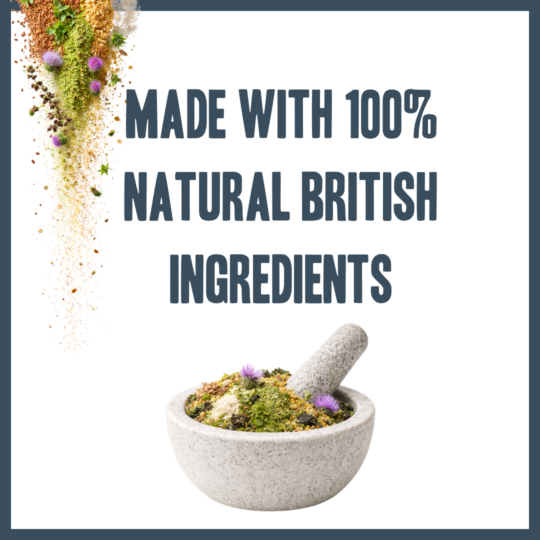 Natural Immune Support for dogs – herbal immunity boost supplement | Herbal Dog Co