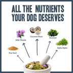 Natural Immune Support for dogs – herbal immunity boost supplement | Herbal Dog Co