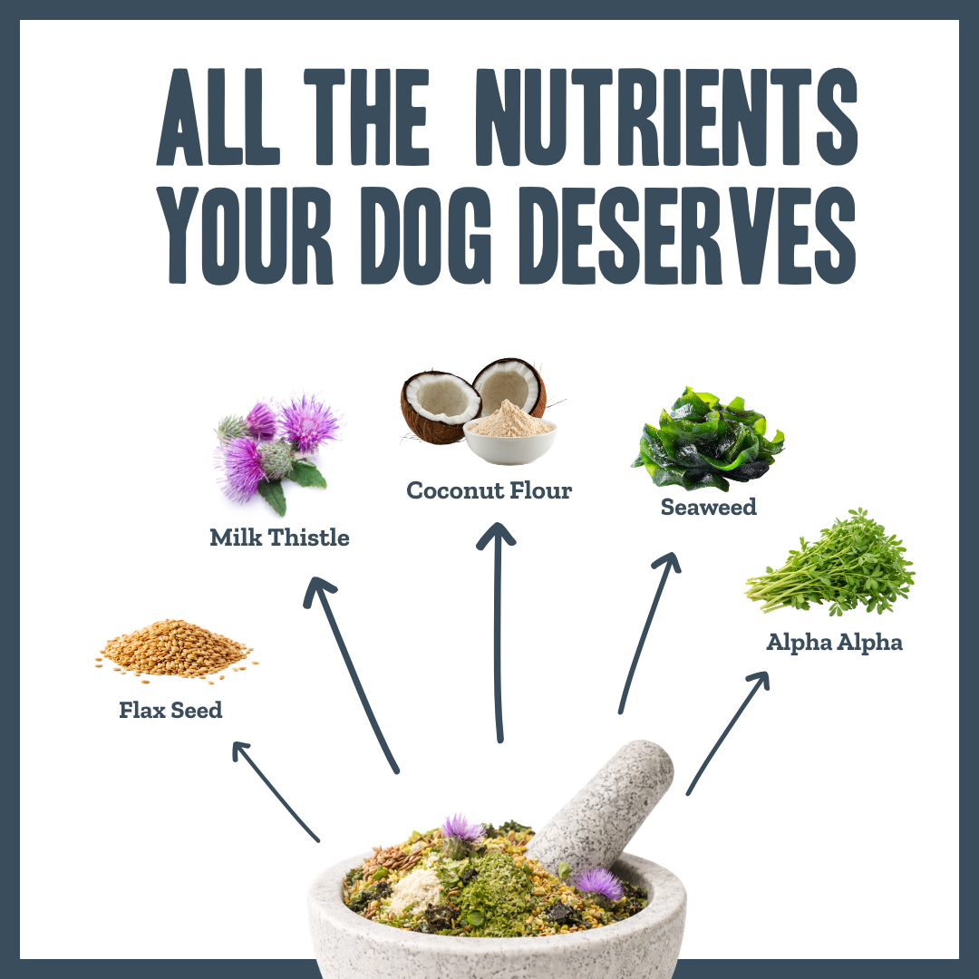 Natural Immune Support for dogs – herbal immunity boost supplement | Herbal Dog Co