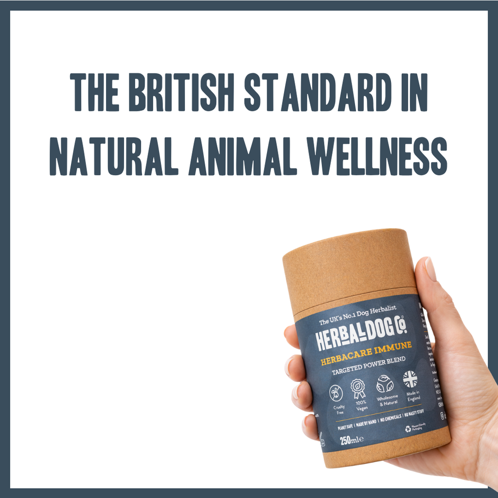Natural Immune Support for dogs – herbal immunity boost supplement | Herbal Dog Co
