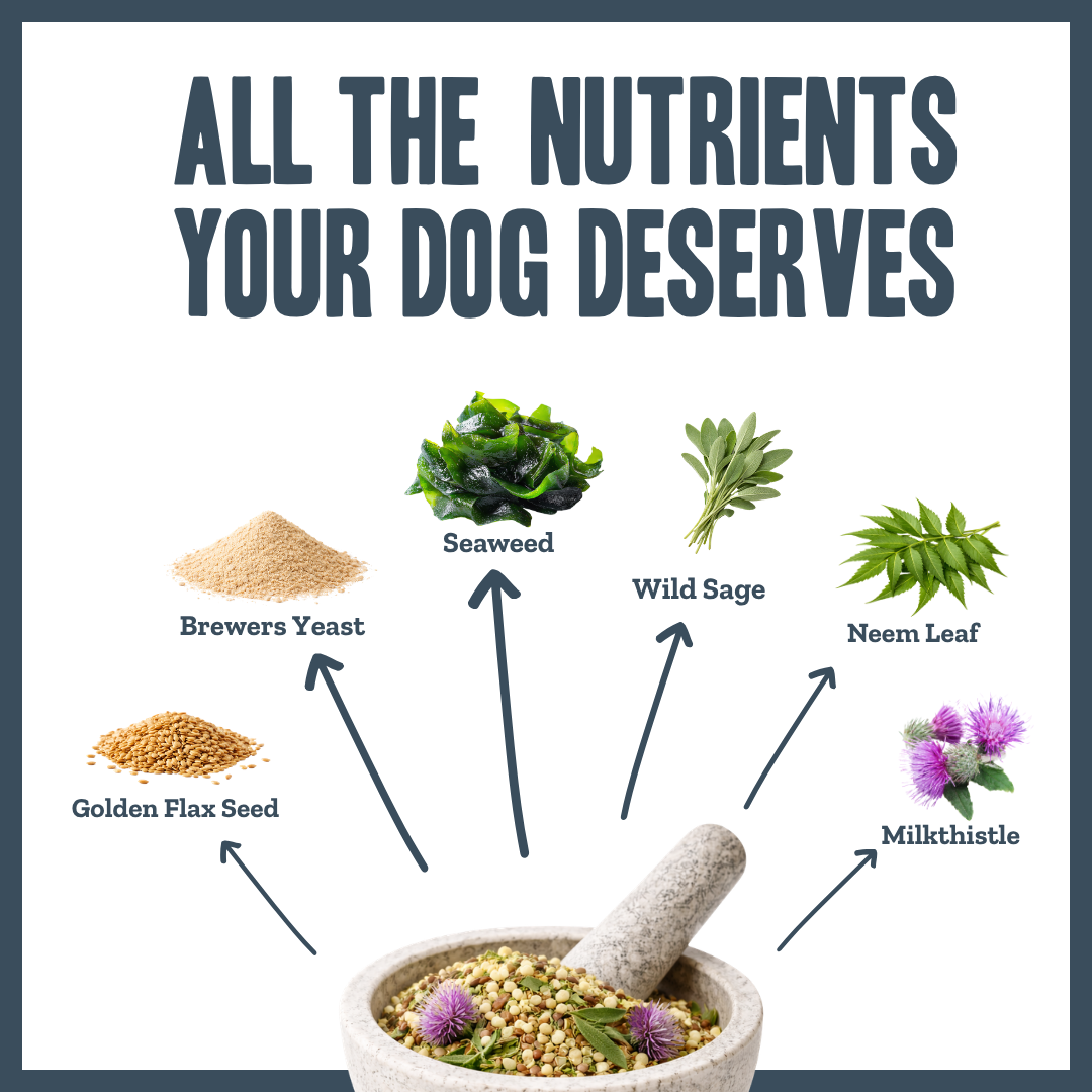 Daily Vitality Multivitamin Support for dogs – complete herbal daily vitamin supplement | Herbal Dog Co